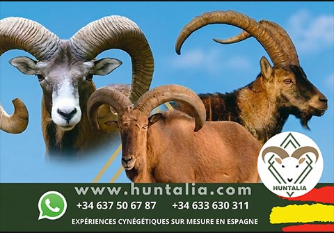 huntalia_charc84