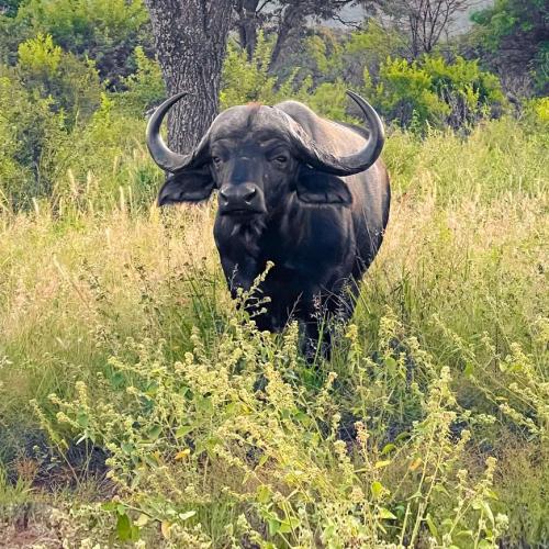 Un rêve de buffle