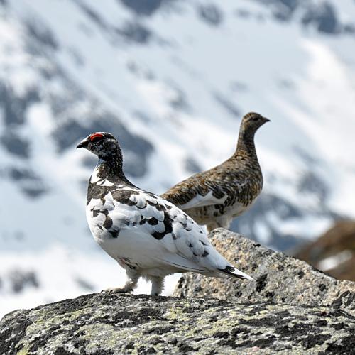 Lagopède alpin