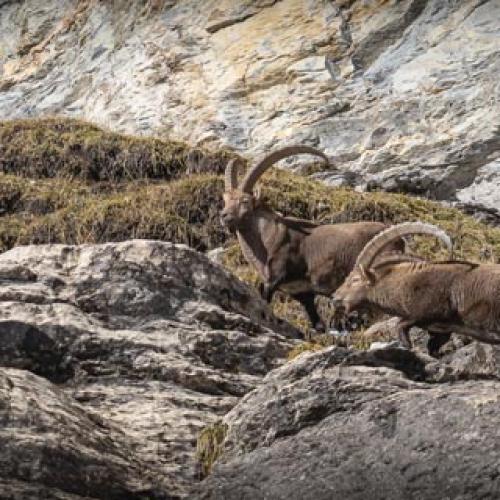 Italie : le projet de réouverture de la chasse au bouquetin abandonné