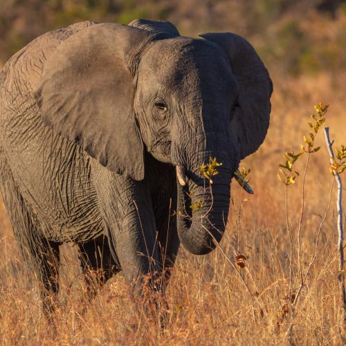 Afrique