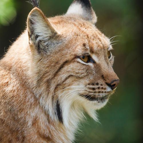 Lynx tué dans les Vosges du Nord