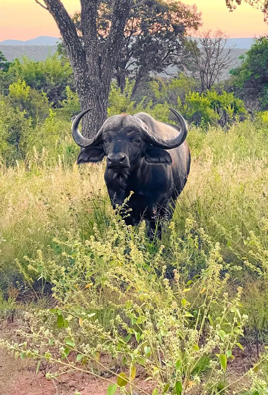 Un rêve de buffle