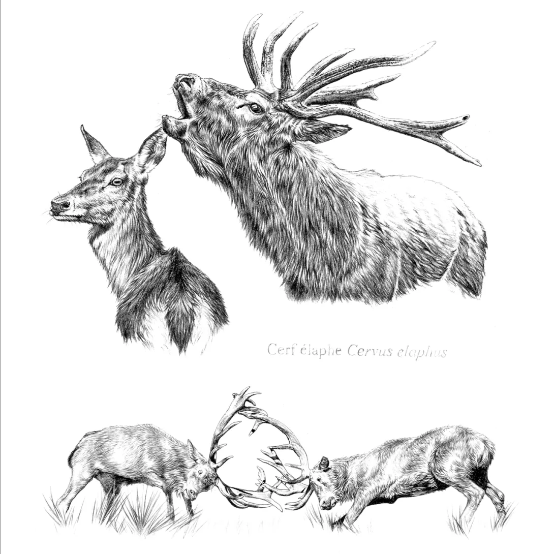 Cerf élaphe