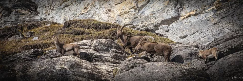 Italie : le projet de réouverture de la chasse au bouquetin abandonné