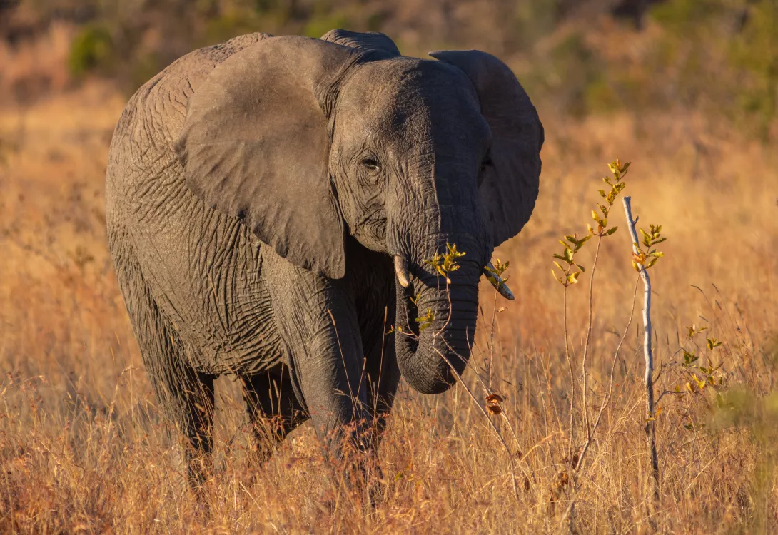 Afrique
