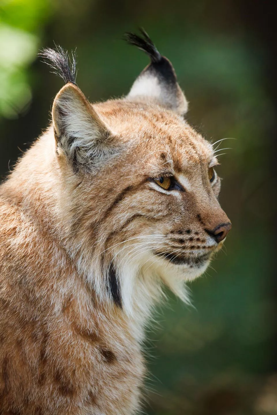 Lynx tué dans les Vosges du Nord